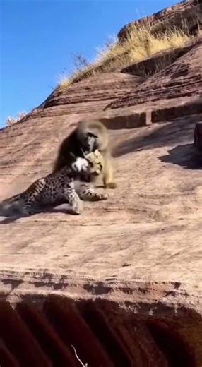 Alpha Baboon DESTROYS Leopard - SAVES Baby! 🦍 새끼 구출 🦍 赤ちゃん救出 #viral #baboon #wildliferescue