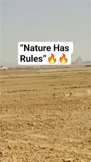 This Rabbit Had No Chance | Wild Hunt 🐇#hunting #dog #animals #rabbit #shorts