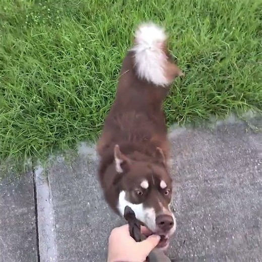 Emmet learned that pulling = we stop (and coming back = treats) 🐺🍗