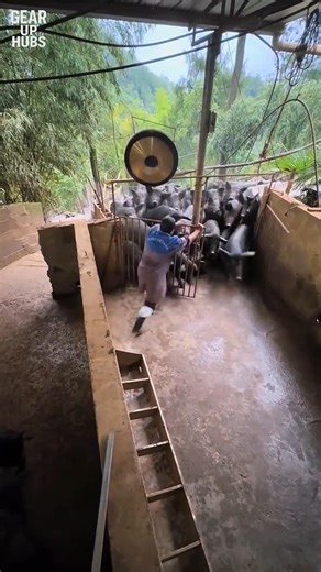 Pig Running Like a Rocket 🚀🐖 #shorts