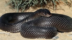 Documentaire | Le cobra