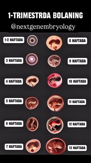 Nexgen Embryology on Instagram: "“1st trimester baby development – week by week! From 1–13 weeks, this is how your little one grows inside the womb. Share this with a mom-to-be ❤️ #pregnancy #firsttrimester #babygrowth #pregnancyreels #pregnancyweekbyweek #1sttrimester #babygrowth #pregnancytips #momlife #embryology #fetaldevelopment #viralreels #reelsinstagram #nextgenembryology"