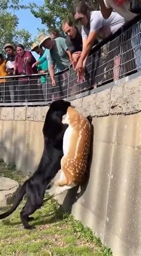 Panther Meets Fawn: Safe Zoo Interaction! #animalencounter #blackpanther #fawn #wildlife #zoo