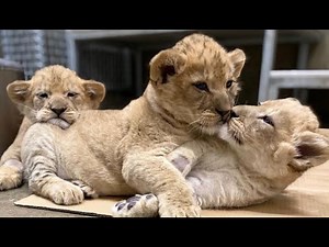 Names Revealed for Lion Cubs at Lincoln Park Zoo
