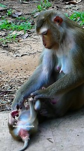 Emotional Animal Story: Baby Monkey Screams in Pain After Being Pushed by His Mother, Falling to the Ground and Left Behind Alone in a Harsh World | Monkey Of Cambodia