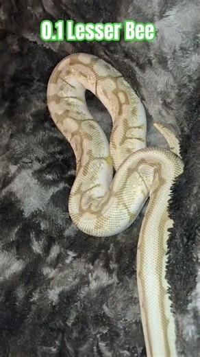 0.1 Lesser Bee #less #bee #snake #shortvideos #viral #reptiles #animals #viralvideos #shorts #ball