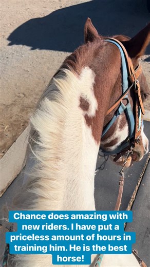 The best boy ever! | Nugget The Golden Horse And Chance The Big Paint Horse