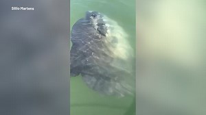 6ft sunfish spotted by family off coast of Wales