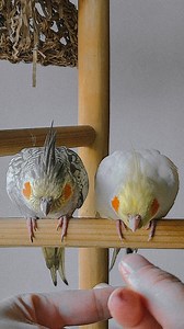 Synchronized jumping 🏅🐥✨️ . . . . . . . . . . . #cockatiel #cockatielsofinstagram #cockatiels #birb #birbs #parrot #parrots #parrotsofinstagram #adopted #parakeet #parakeets #australianparrots #cockatiellife #birds #adoptdontshop #carolina #ninfa #pinkfloyd #tiels #australianbirds #cockatiellover #cockatiellove #birbs #thebirdband #tiel #nymphs #calopsita #cutebird | The Bird Band