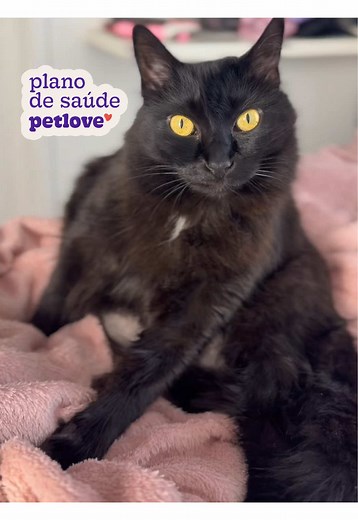 Vocês sabiam que agora a @Petlove Brasil tem a opção de atendimento domiciliar para seu pet ficar mais tranquilo? Quem tem gatos sabe como é estressante para eles a função da caixa de transporte e a viagem, eles odeiam, e agora com essa opção no plano da Petlove ficou ainda melhor. Quem usar meu cupom de desconto ganha 50% off 💕 🏷️ALINEFRAGA 50% off no primeiro mês! *Exceto Plano Leve. Promoção por tempo limitado, não acumulativo com outras promoções. Consulte a disponibilidade na sua região.
