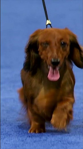 Run to the National Dog Show on Thanksgiving! 🐕💨