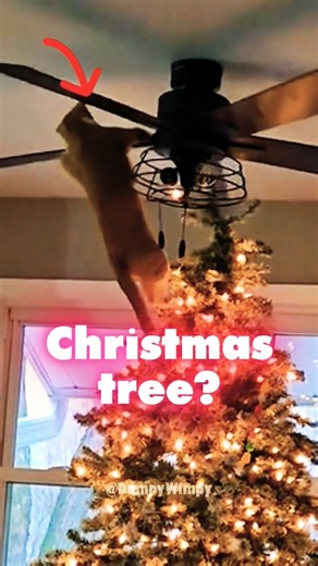 What Happens when Cats see a Christmas Tree🎄🎅