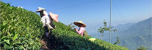 Taiwan's Top 10 Most Famous Teas