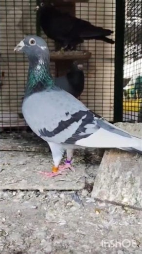 Racing Homer Pigeons For Sale in (TN) vaniymbadi/7093786358 #shorts