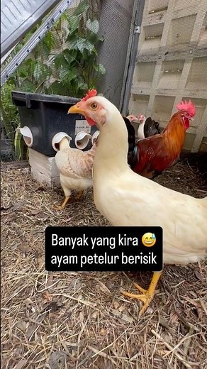 Ayam Petelur Berisik Nggak Sih? 🐔🏡