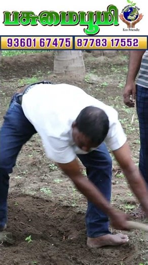 How to grow coconut trees ❗🌴 #agricultural #organicagriculture #organicfood #coconut