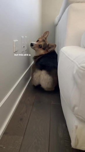 Funny Corgi Videos to Brighten Your Friday