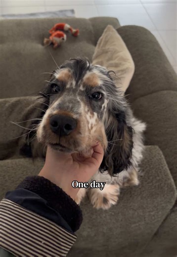 Bébé a tant grandie 🥹 #cockerspaniel #dogtok #fyp #cockerspanielpuppy