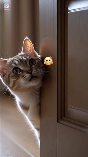 Talking Cat Memes 😂 | Funny Cat Shorts That Will Make You Laugh #cat #cutecat #talkingcat #