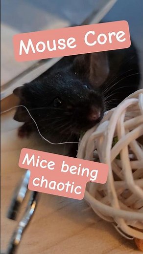 they never stop moving! #mice