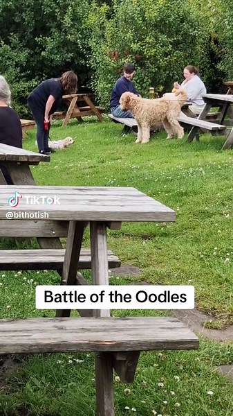 #labradoodle vs #jackadoodle pub doggos