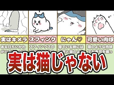 ハチワレは猫ではない？衝撃の考察まとめ【ゆっくり解説】