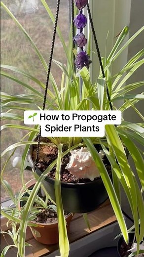 How to Propagate Spider Plants “The Pinning Method”