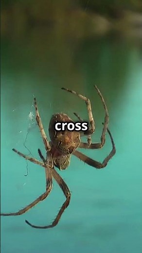 The Spider That Can Fly: Ballooning Spiders Explained!