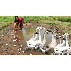 We would like to show all of you about how to cook nice food! Yummy Yummy! | Nice Cook