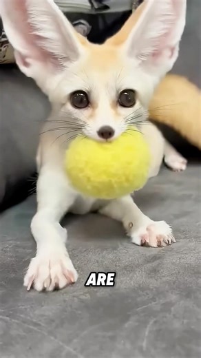 The large ears of the fennec fox #animals #fyp #cute #fun