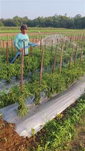 Techniques for fertilizing chili plants until harvest -Agriculture farming #shorts