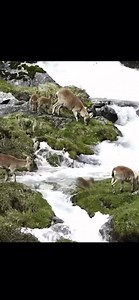 LE BONHEUR À LA MONTAGNE ! dans le Massif des Pyrénées... Merci à L.Nedelec et au Parc national des Pyrénées pour cette vidéo. | La Place du Village