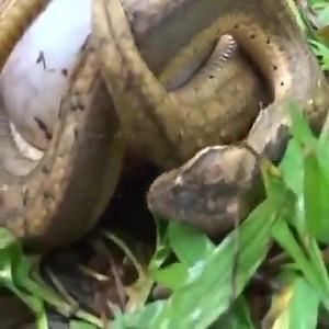 318K views · 1.6K reactions | Snake attack toad Join my group : Animals Kingdom  Thank you so much  | Cute Snake TV | Facebook