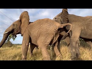 The Dramatic Moment the Rescued Elephants React to the Scent of Wild Elephants 🐘