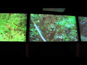 Cat Film at the Philadelphia Zoo