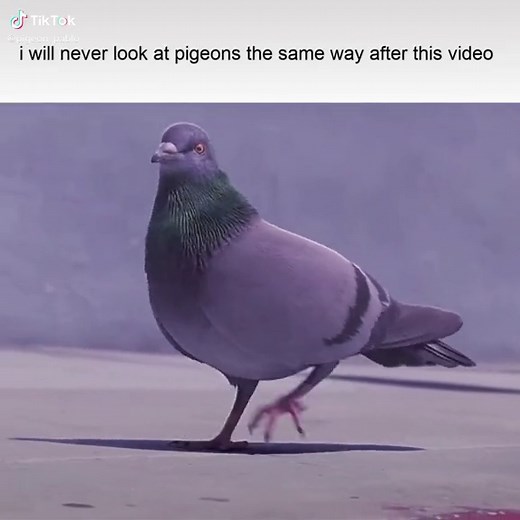 Pablo - The Pigeon on TikTok