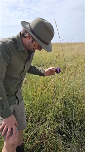The Original Ker and Downey Safaris on Instagram: "On a walking safari, the wild reveals its details to those who know where to look. In this moment, our K&D Associate Guide Andreas introduces Hibiscus cannabinus — locally known as Kenaf, Java Jute, or Deccan Hemp — a seasonal wildflower that appears with the rains and plays an important role in local ecosystems and traditional use. This is what defines our guiding philosophy: knowledge that goes beyond wildlife, into botany, ecology, and the in