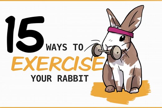 15 Ways to Make Sure Your Rabbit Gets Enough Exercise