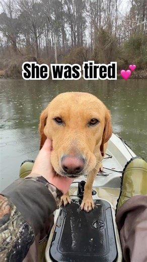 Tired girl after a long hunt #labrador #dog #dogs #shorts #hunting #kayak #boating #birdhunting ￼