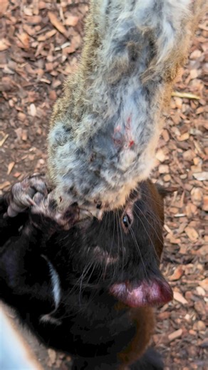 7.5K views · 139 reactions | Listen to that crunch! Tasmanian devils deliver the strongest bite-for-size of any mammal in the world! They can open their jaws up to 80 degrees and chomp down with enough brute force to crush bone. | Ballarat Wildlife Park | Facebook