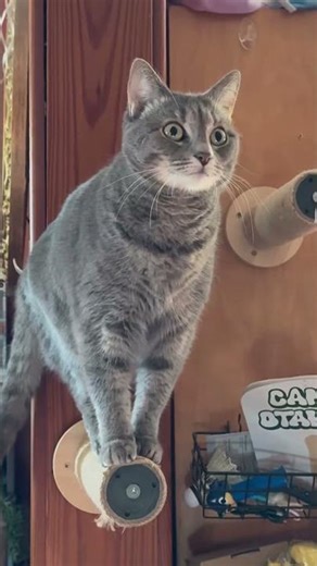 🐾 Hilarious & Heart-Melting Cat Clips 😸 Best Cute Cat Compilation for Cat Lovers #funnycats