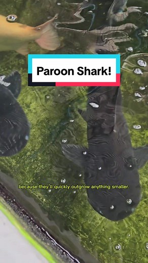 Paroon Shark: Tiny Puppies to Giant Predators