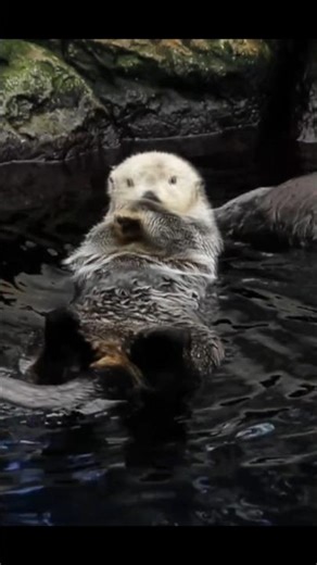 Sea Otter With Her Baby😊 facts #shorts #ytshorts