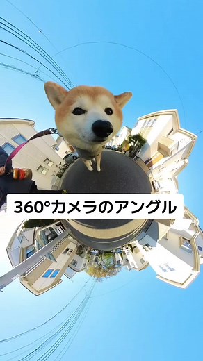 柴犬と一緒に楽しむ360°カメラの撮影方法