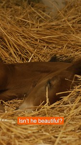 34 reactions | Few things are more heartwarming than a proud mare. It’s why Zoetis created a site to help you through every chapter of her reproductive journey. Visit Zoetis Mare & Foal Care Solutions to learn more: www.ZoetisMareAndFoal.com | Zoetis Equine | Facebook