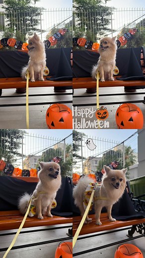 Halloween 🎃 | Yogo and Buno's Adventure