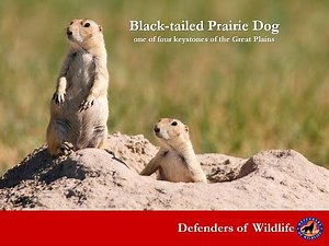 Webinar - Prairie Dog Restoration