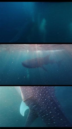 看到最大的鲨鱼—鲸鲨啦🦈 两大一小，看到他们的那一刻，四天三晚在海上失联的苦日子都一下释怀了😭#鲸鲨 #大海 #旅行推荐官 #保护海洋动物 #印尼