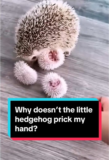 Why doesn’t the little hedgehog prick my hand? #fyp #foryou #cuteanimals #pet #cute