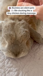 Don’t worry, bunlovers-this clucking sound just means Wish is healthy and totally satisfied with his massage service🐰💛#rabbit #bunny #hollandlop #pet | Wish the bun